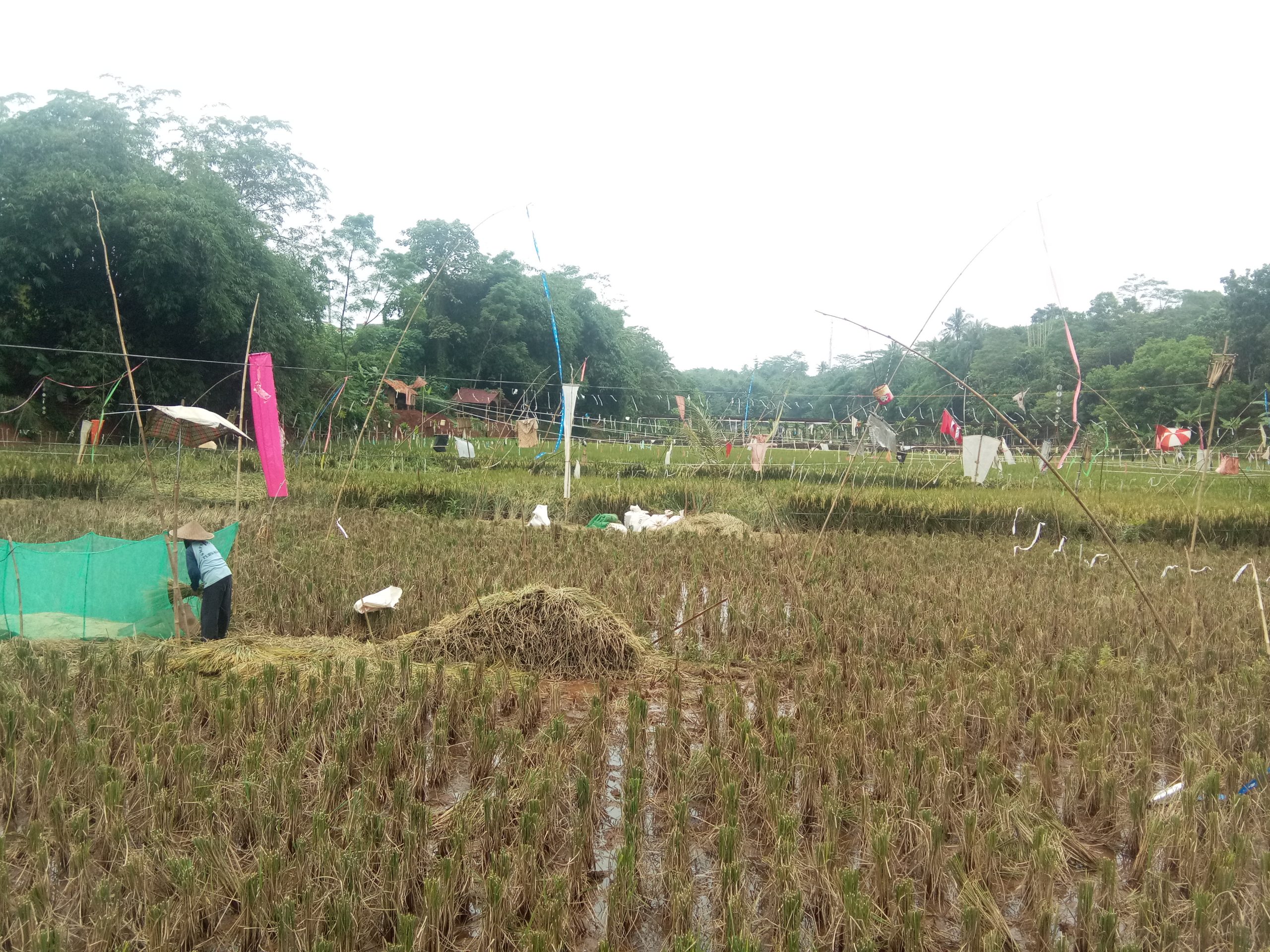 Petani Waspadai Serangan Wereng dan Tikus