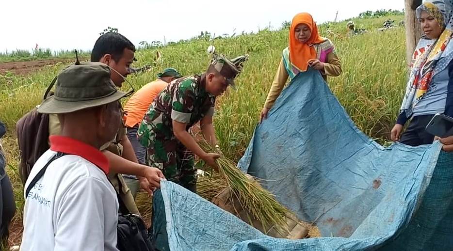 Inovasi Petani Tanam Padi Gogo