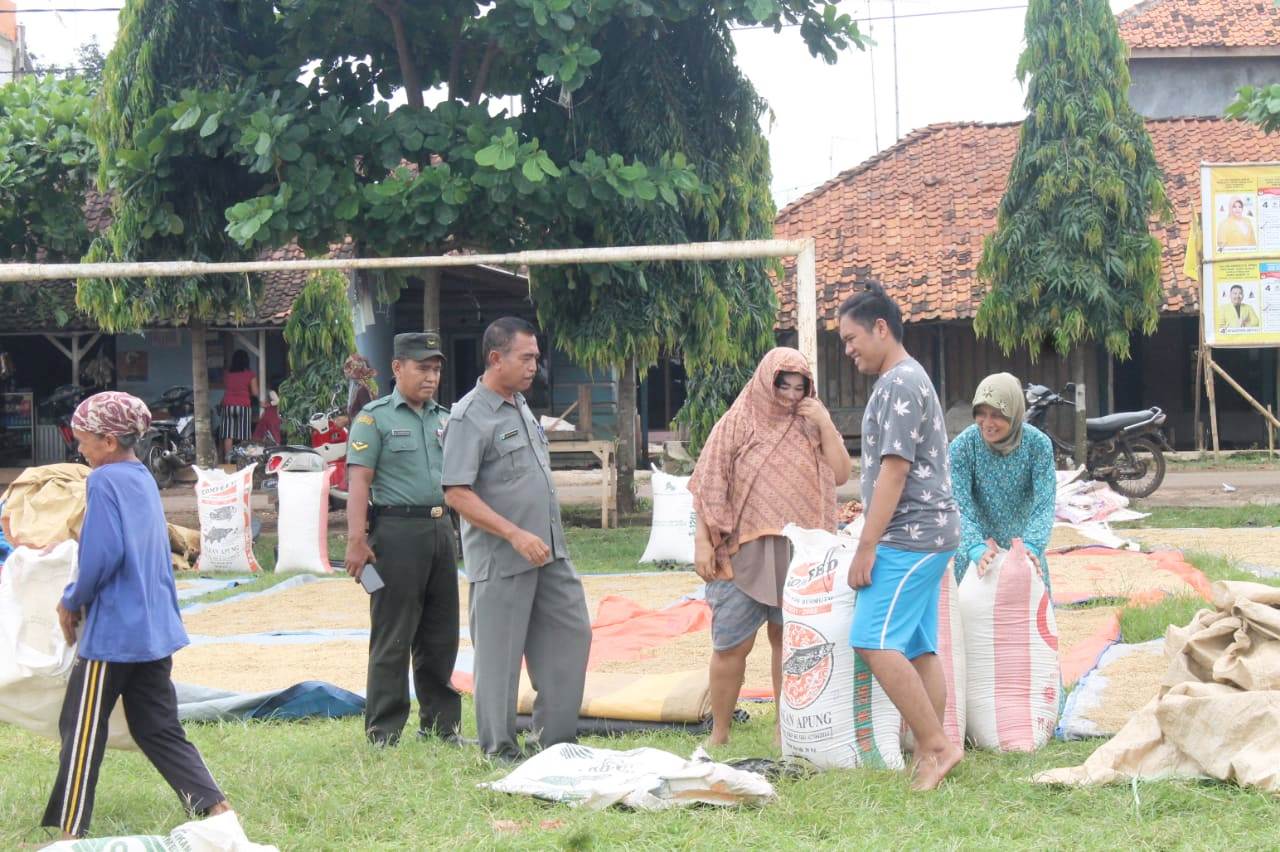 Jemur Padi Massal Tradisi Musim Panen di Desa Ciruluk, Kades Usulkan jadi Wisata Musiman