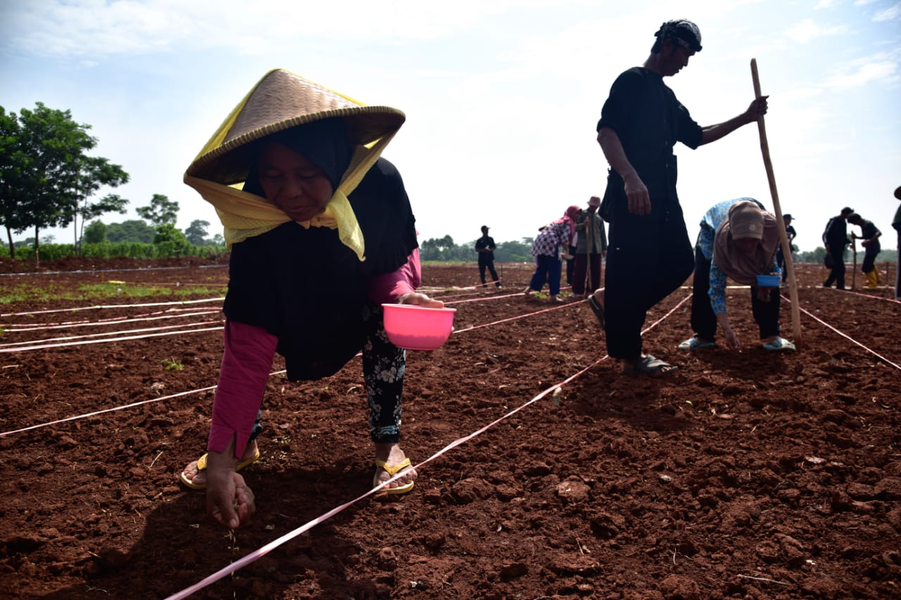 Dinas Pangan dan Pertanian Dorong Petani Terapkan Korporasi