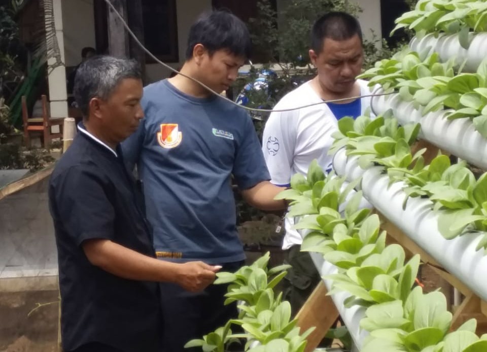 Warga Cicadas Panen Pakcoy Perdana dengan Metode Hidroponik