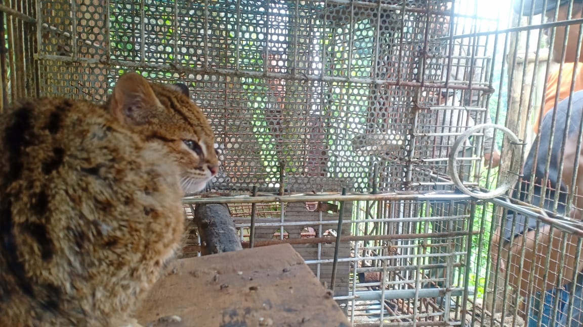 Warga Amankan Kucing Hutan, Dikira Anak Macan Tutul