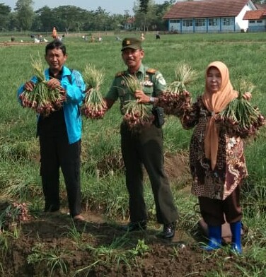 Harga Bawang Merah Bagus, Petani Untung