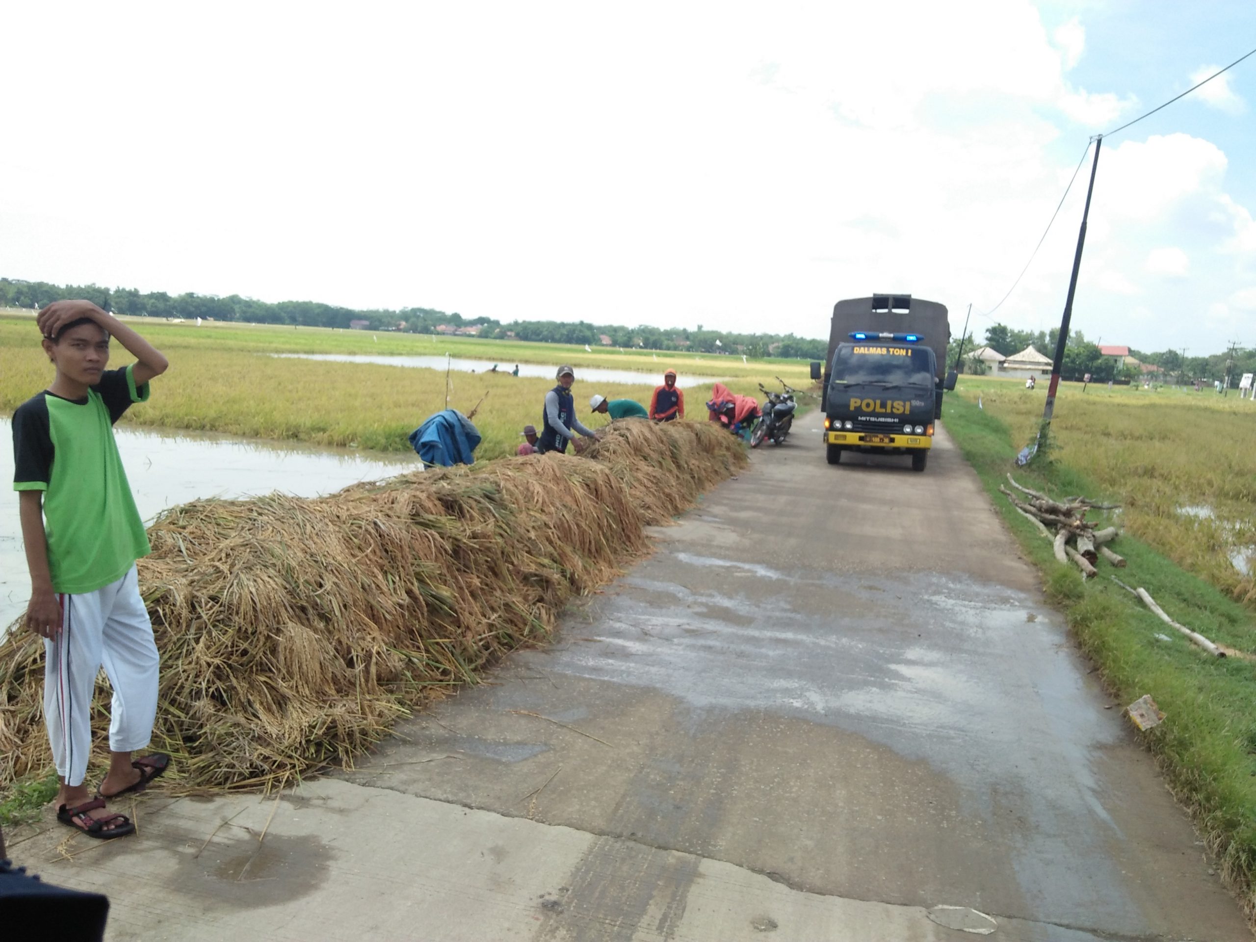 500 Hektare Sawah Terancam Gagal Panen