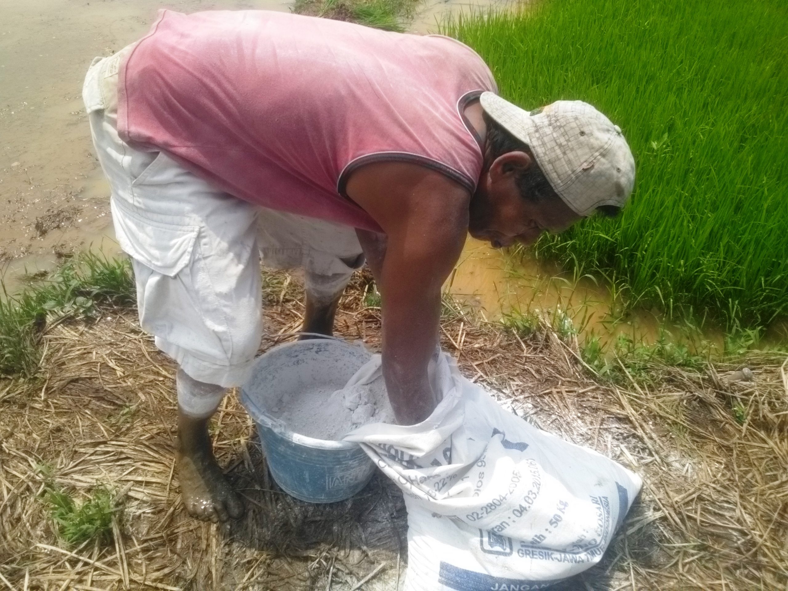 Tabur Serbuk Kapur, Cegah Benih Padi Menguning