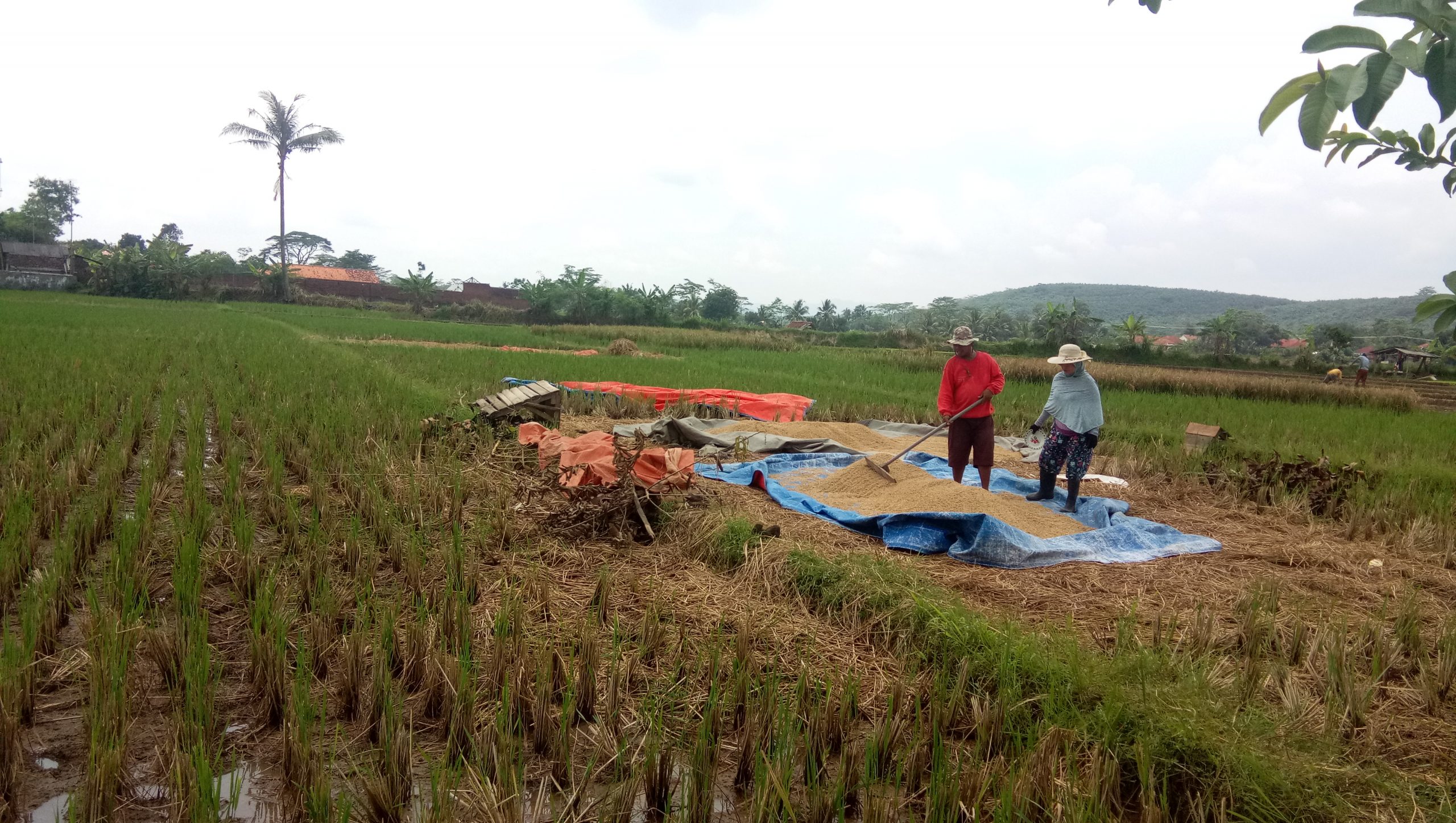 Musim Panen Raya Harga Padi Turun