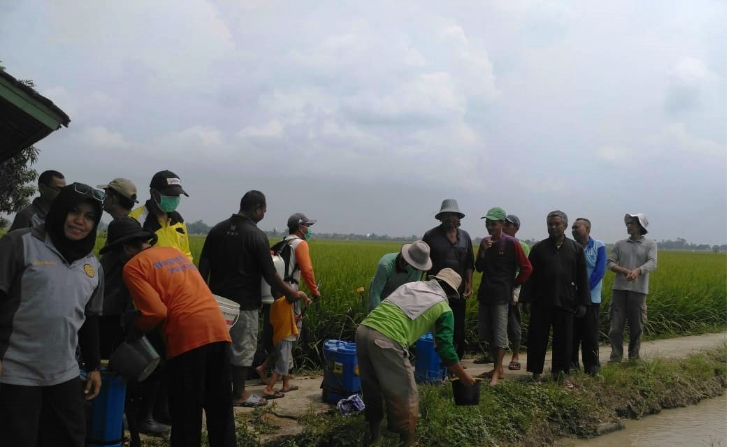 Petani Waspadai Serangan Hama, PPL dan POPT Lakukan Gerakan Pengendalian