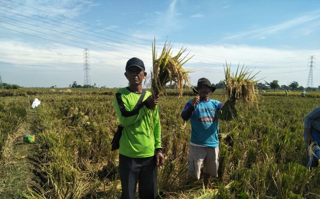 Harga Padi Anjlok, Hasil Panen Menurun