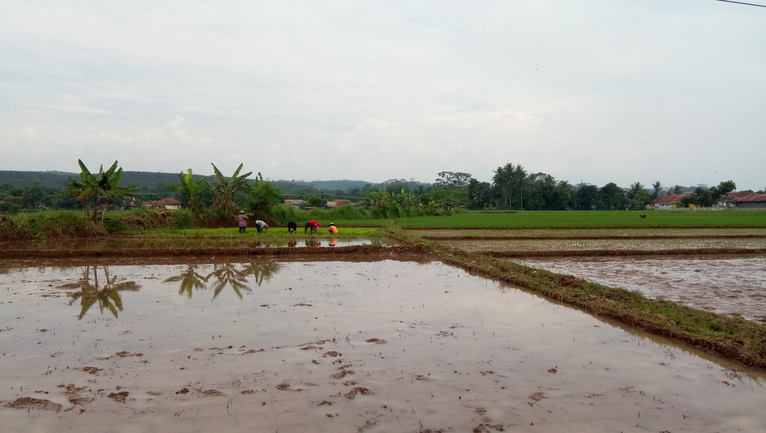 Petani Subang Tandur Awal Puasa