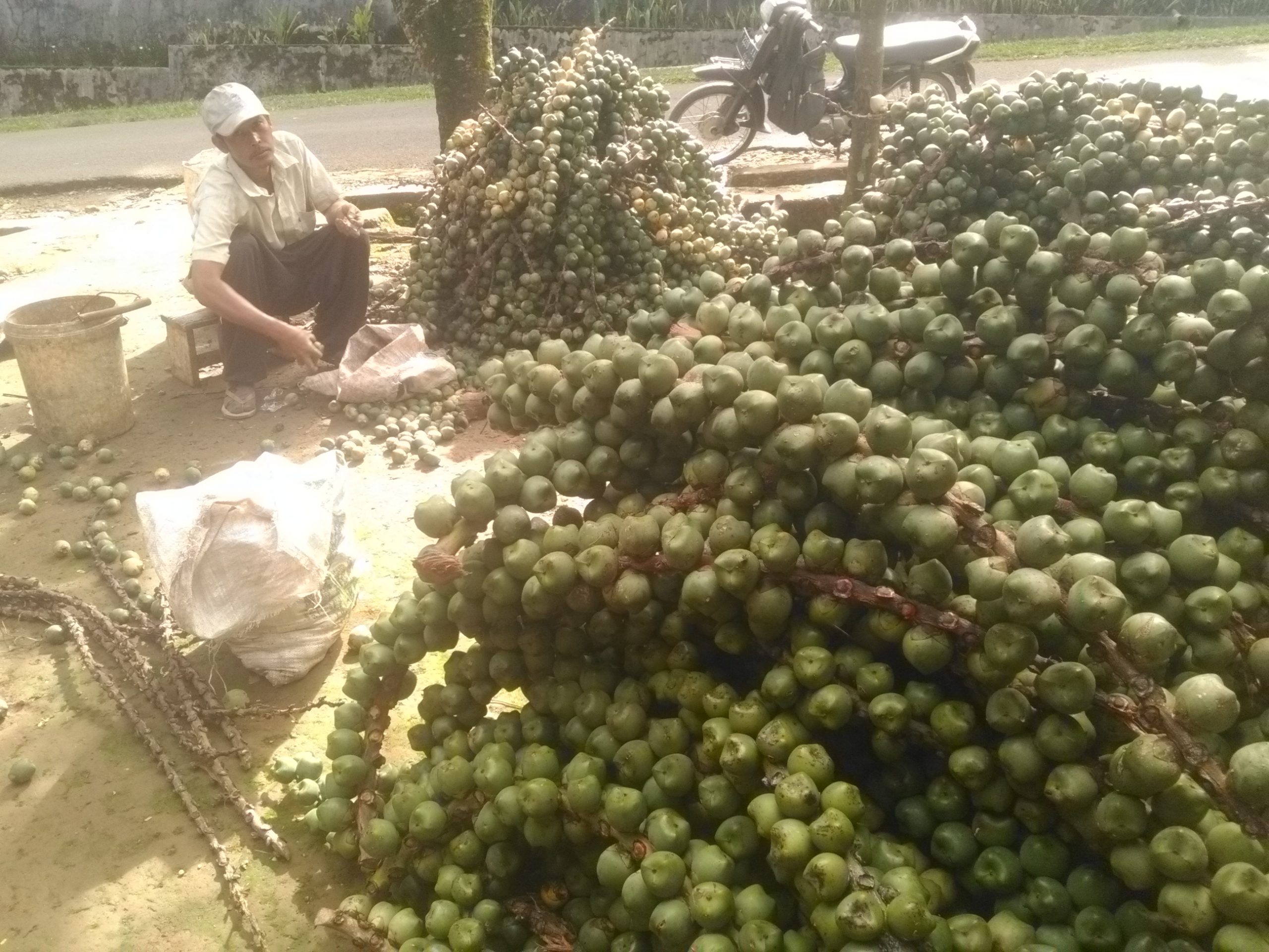 Kejar Target, Pembudidaya Kolang Kaling Cari Bahan Baku hingga Naik Gunung dan Masuk Hutan