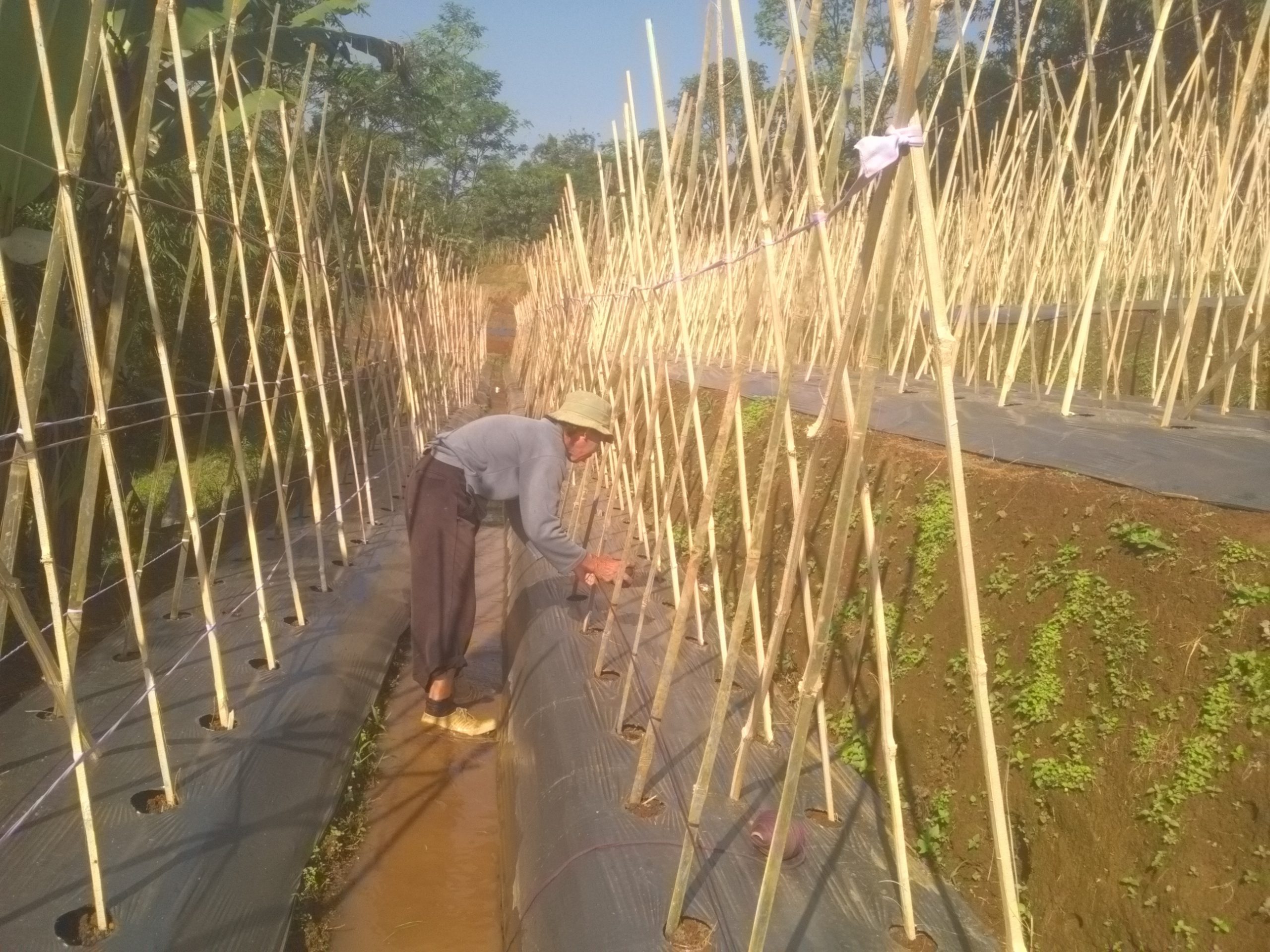 Berkebun Mentimun, Incar Pasar Pasca Lebaran