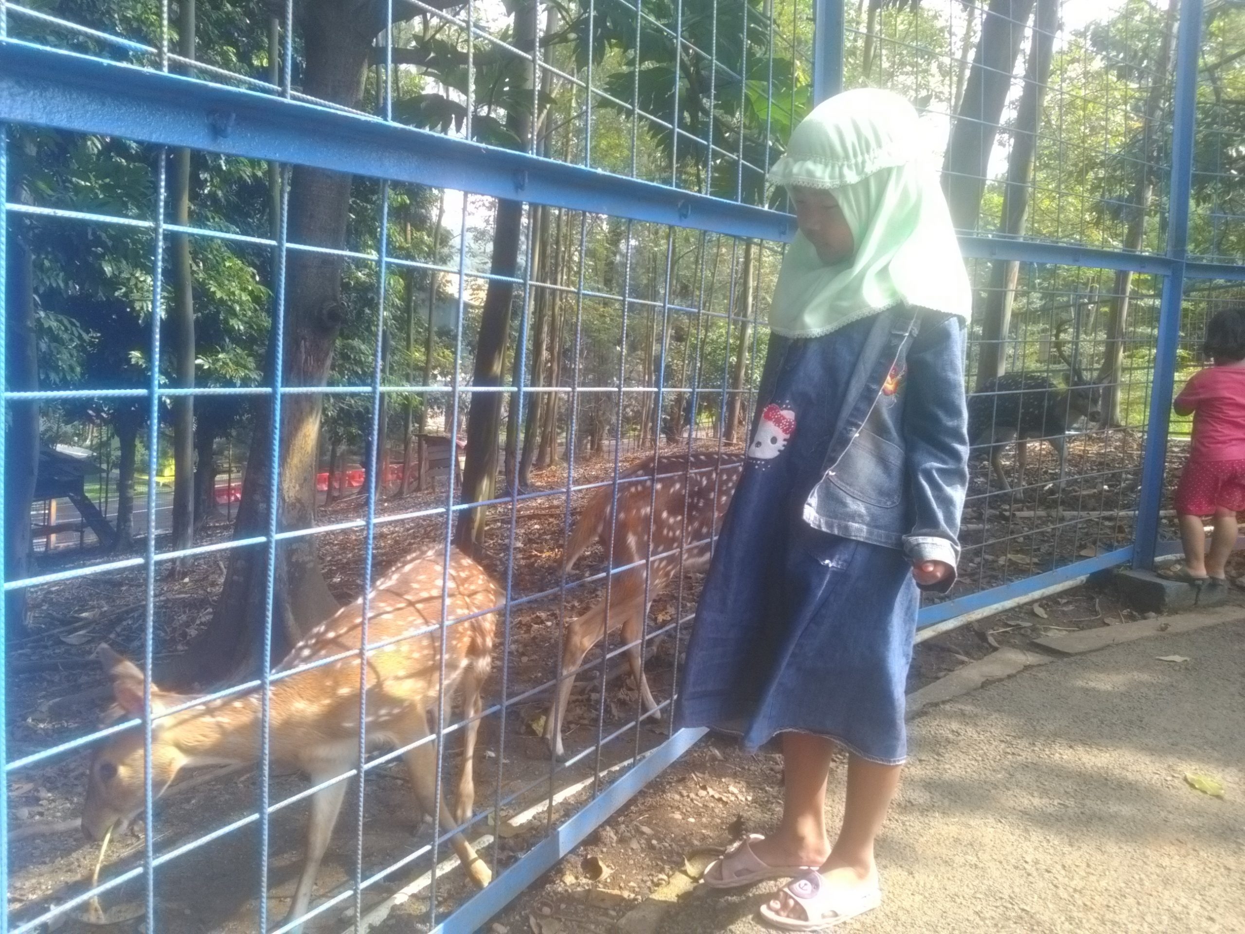 Rusa Totol Spot Ngabuburit di Jatiluhur