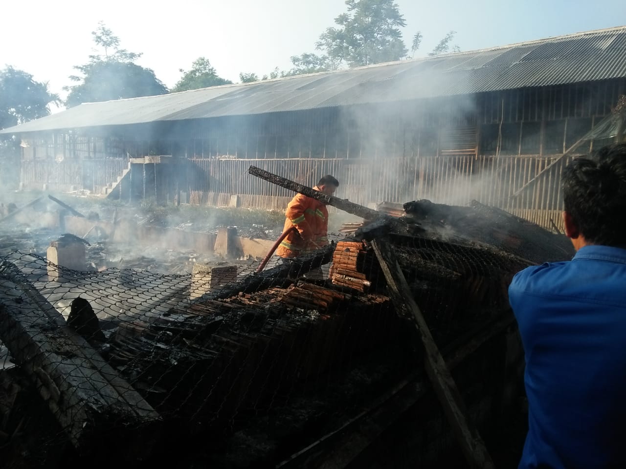 Kandang Berisi 4.000 Ekor Ayam Kebakaran