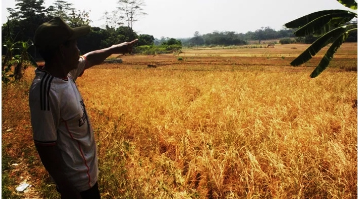 Ratusan Hektare Sawah di Kuningan Kekeringan, Petani Alami Gagal Panen