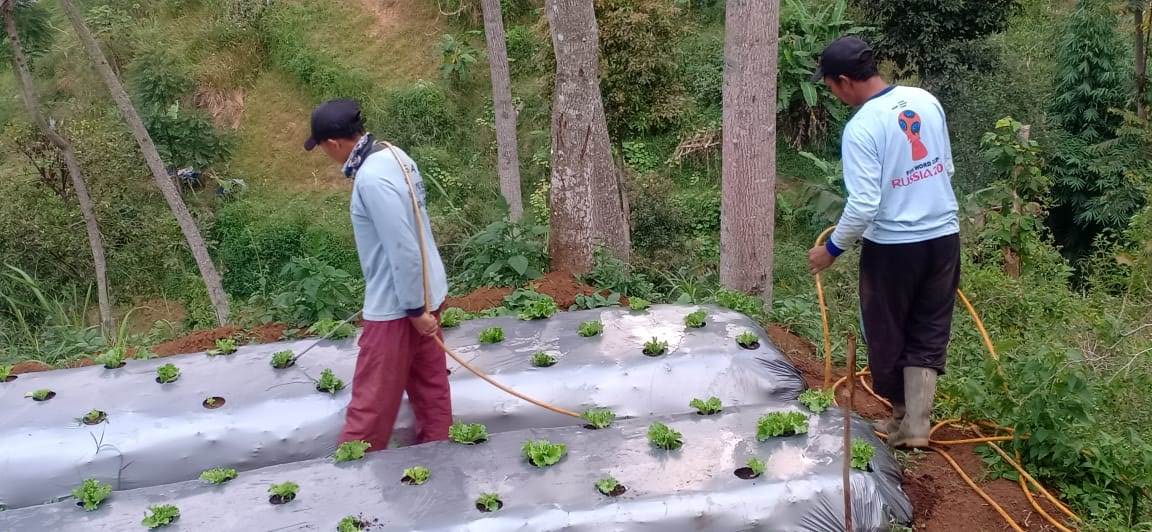 Kemarau Ancam Produksi Pertanian di Lembang