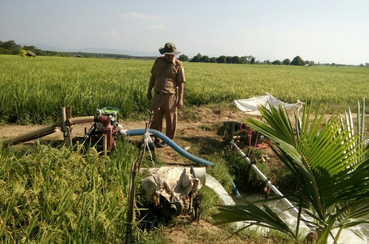 2.256 Hektare Sawah Terancam Gagal Panen