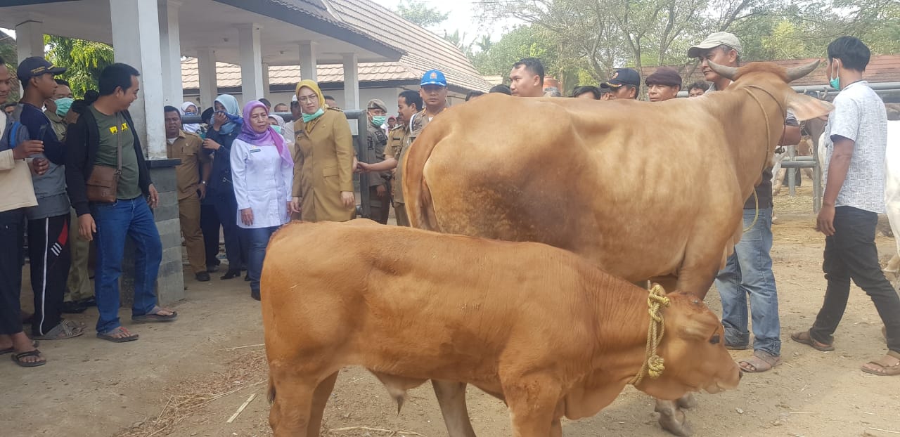 Bupati Anne Cek Kesiapan Pasar Hewan Jelang Idul Adha