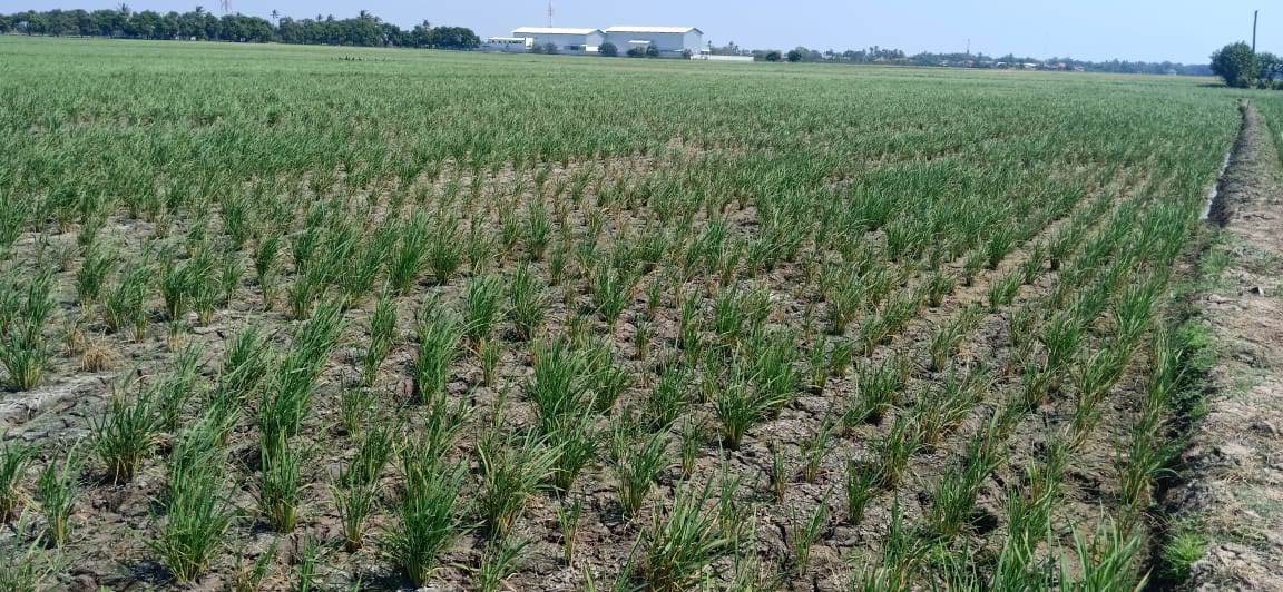 Pemdes Karanganyar Berharap Solusi Selamatkan Sawah