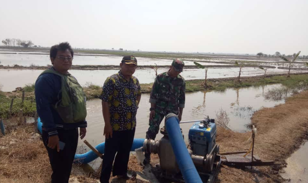 Puluhan Hektare Sawah Kekeringan