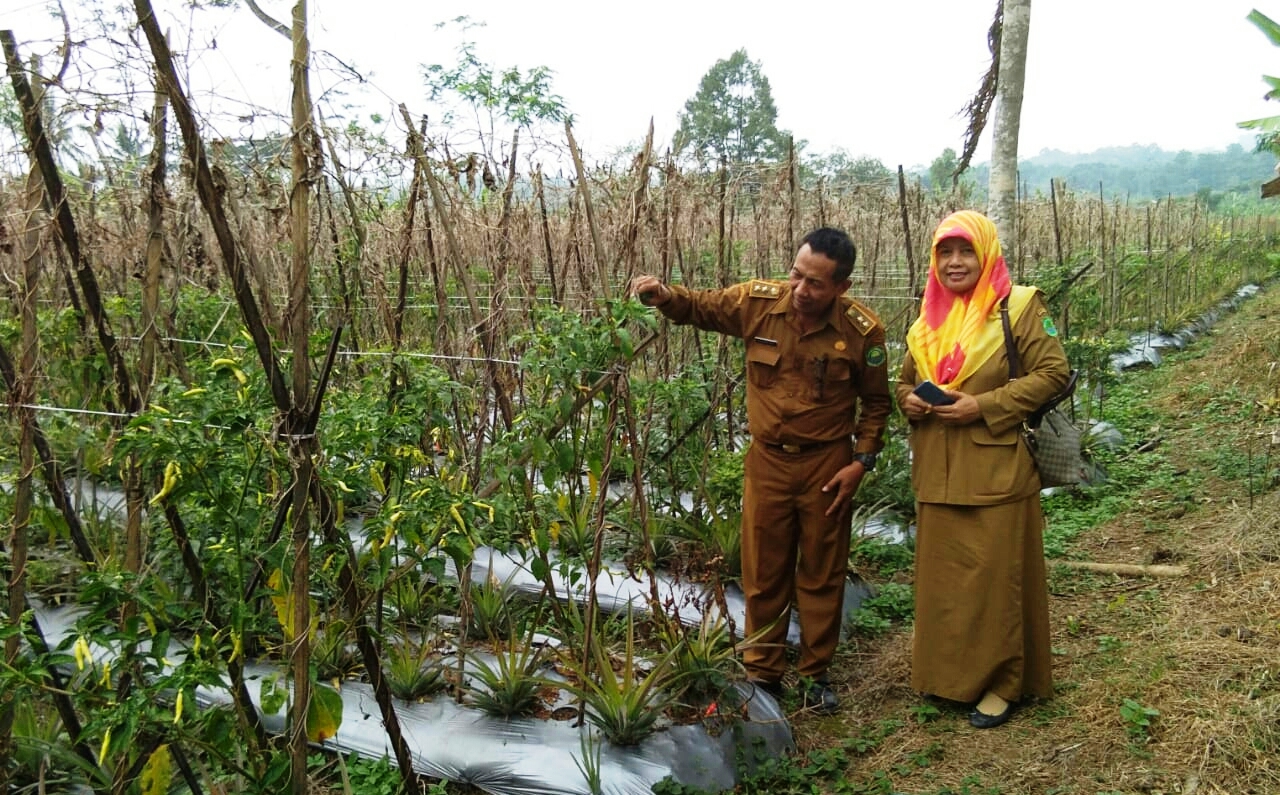 Cabai Mahal, Warga Diimbau Tanam di Pekarangan