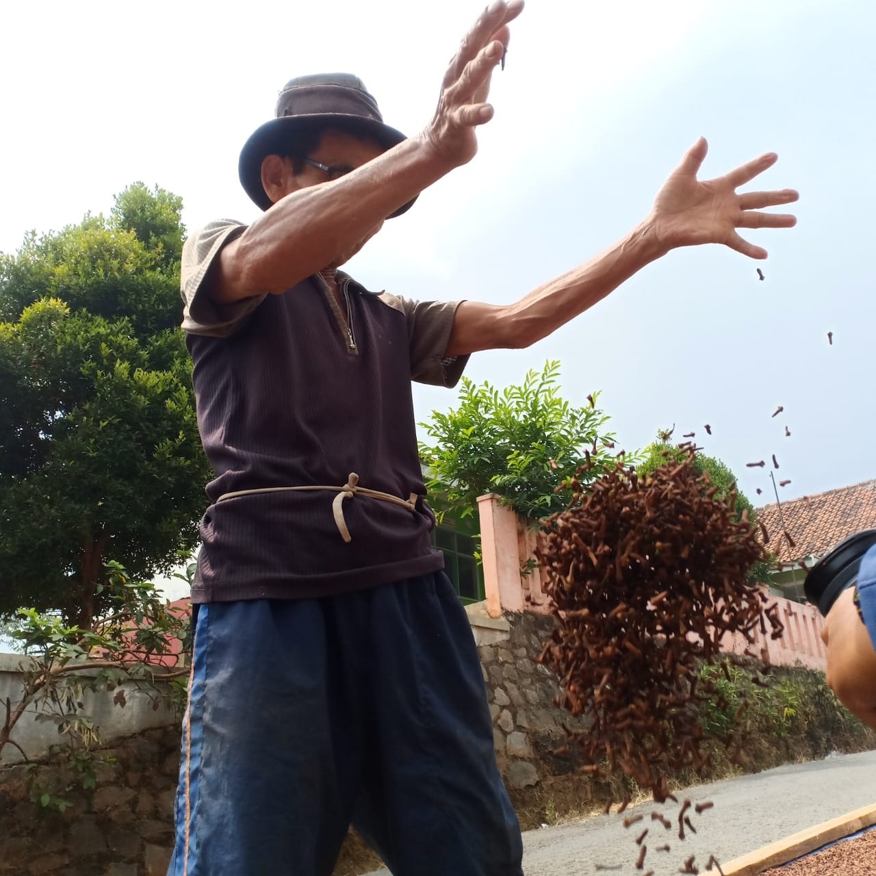 Harga Cengkih Anjlok, Petani Merasa Rugi