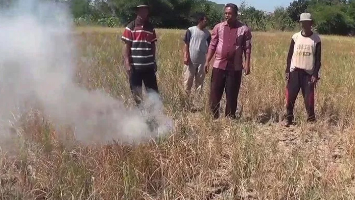 Gagal Panen, Petani Majalengka Bakar Tanaman Padi