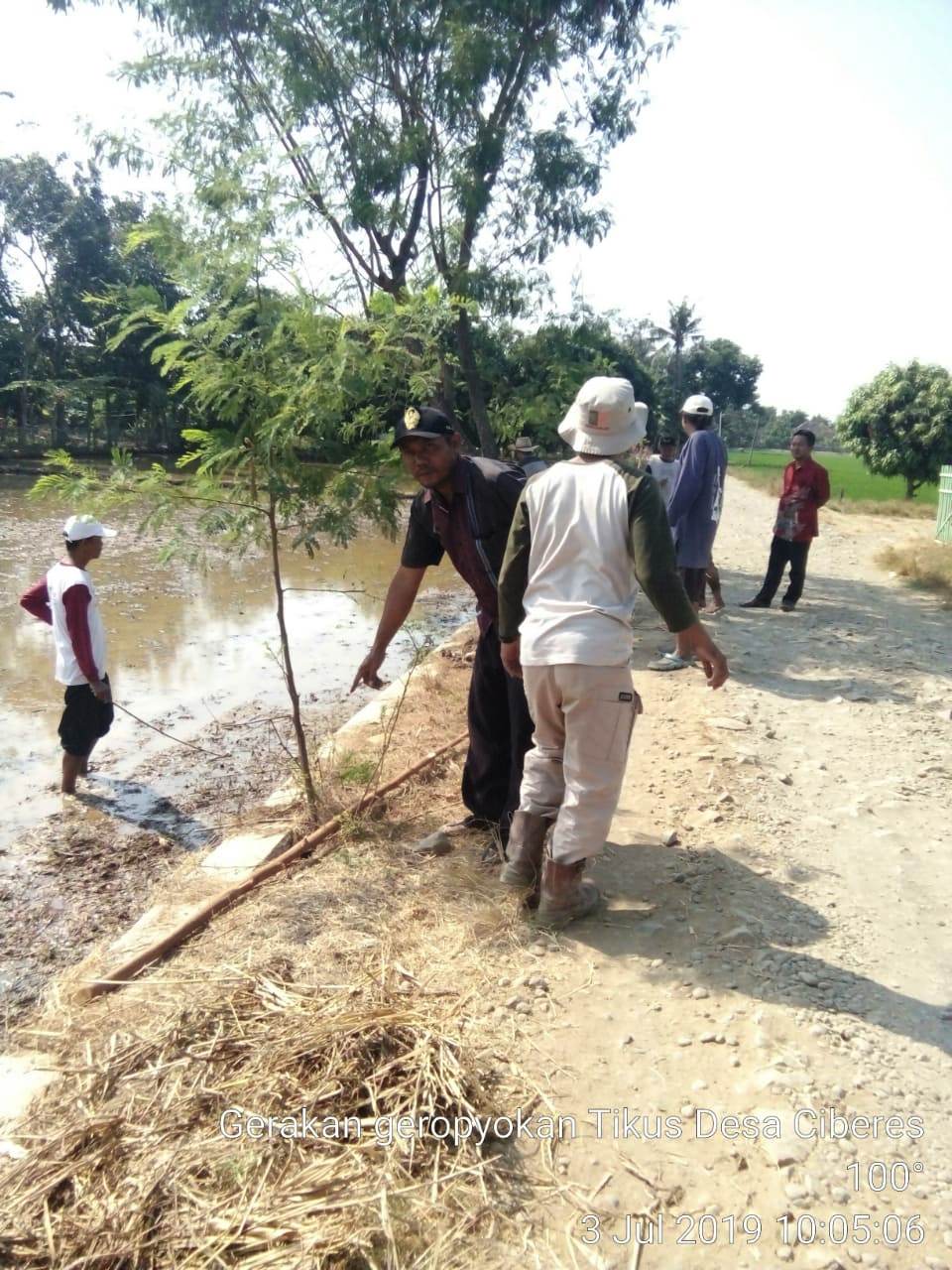 Sulit Air, Petani Tetap Waspada Hama Tikus