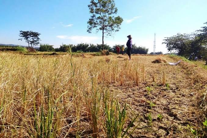 Ratusan Hektare Sawah Kekeringan, Fase Tanam Bakal Mengalami Keterlambatan