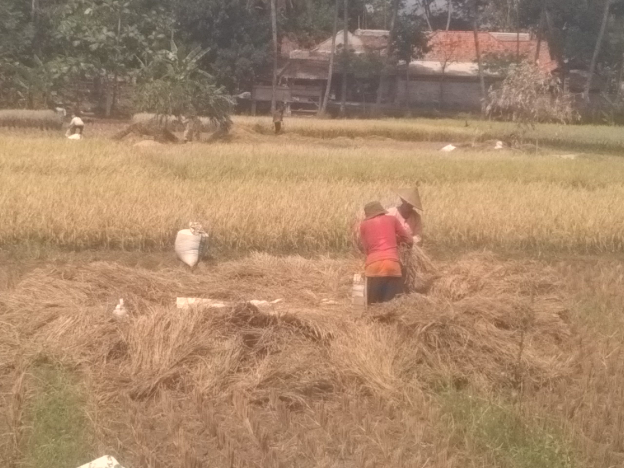 Panen Minim Petani Merugi, Bulir Padi Lebih Kecil