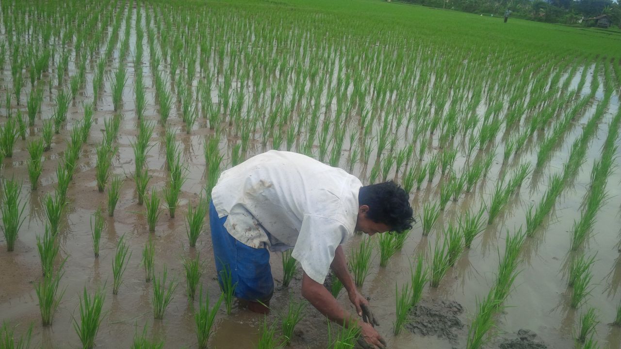 1.883 Hektare Sawah Terancam Kekeringan