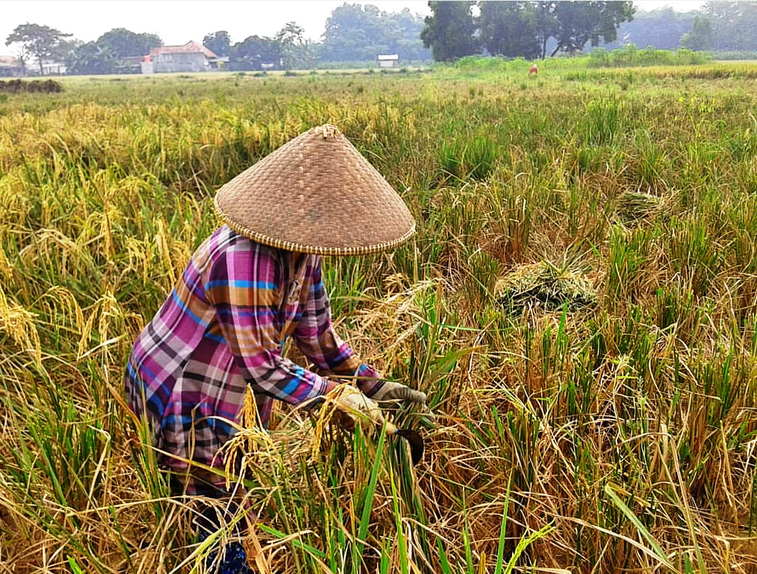 11 Ribu Hektare Sawah Kekeringan