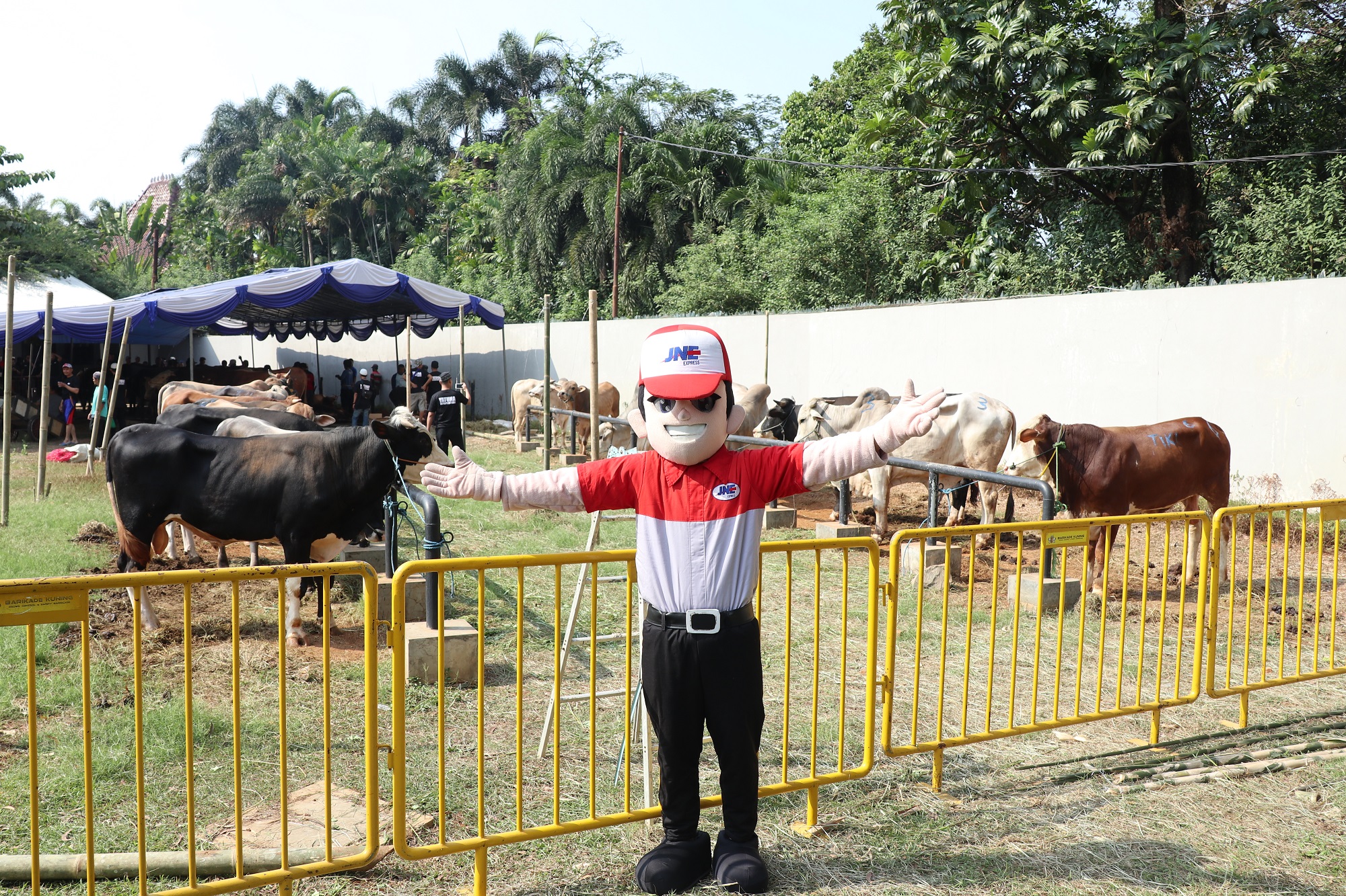 TIKI dan JNE Bagikan 30 Ekor Sapi