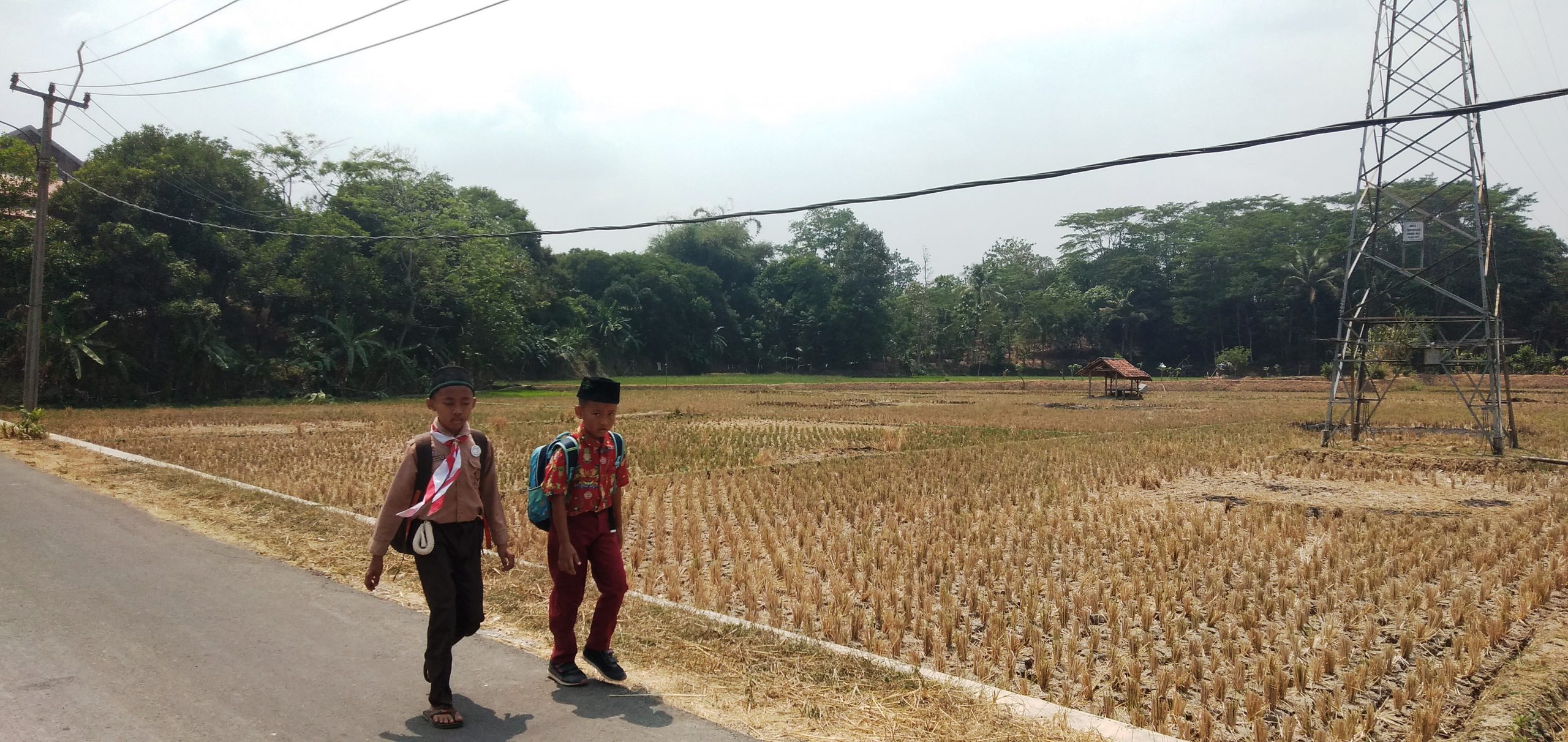 Enceng Sobari: Manfaatkan Lahan dengan Tanaman Tahan Kekeringan