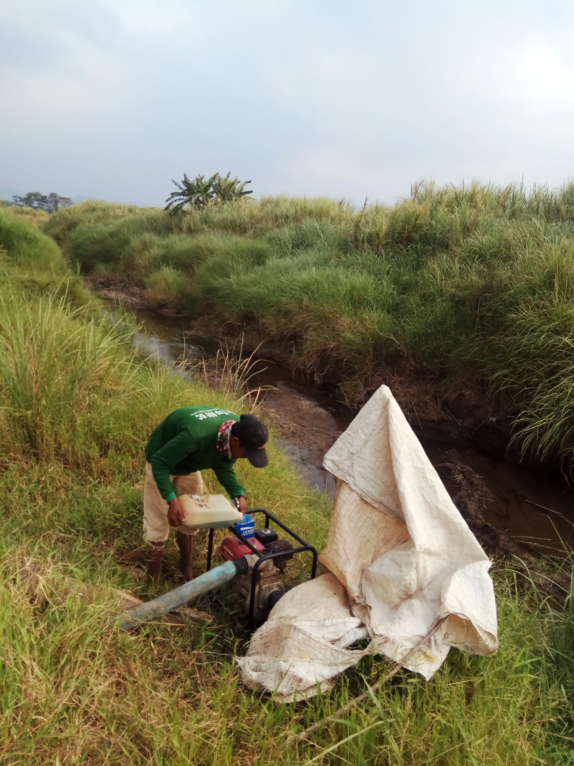 Pasokan Air Langka, Petani Jagung Merugi