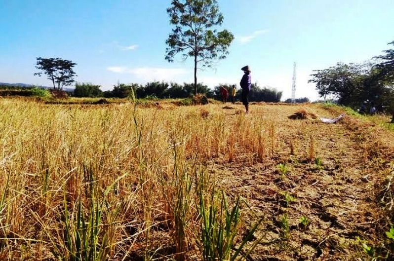 Ribuan Hektare Sawah Terancam Kekeringan