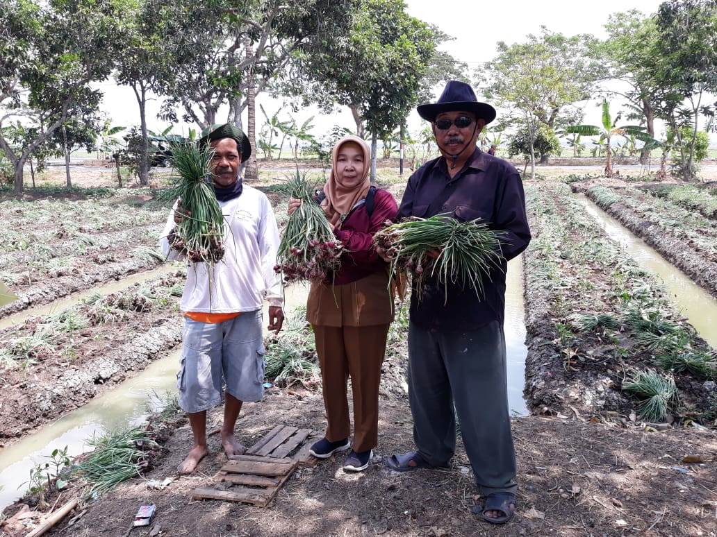 Petani Bawang Merah Panen, Produksi Bagus Harga Turun