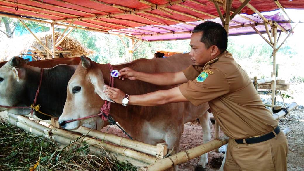 Dinas Peternakan Larang Jualan Hewan Qurban di Trotoar