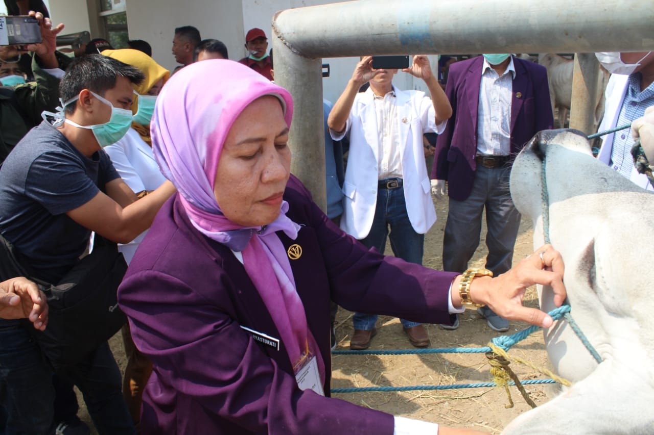 Tim Pengawas Sasar 770 Titik , Pantau Kesehatan Hewan Ternak