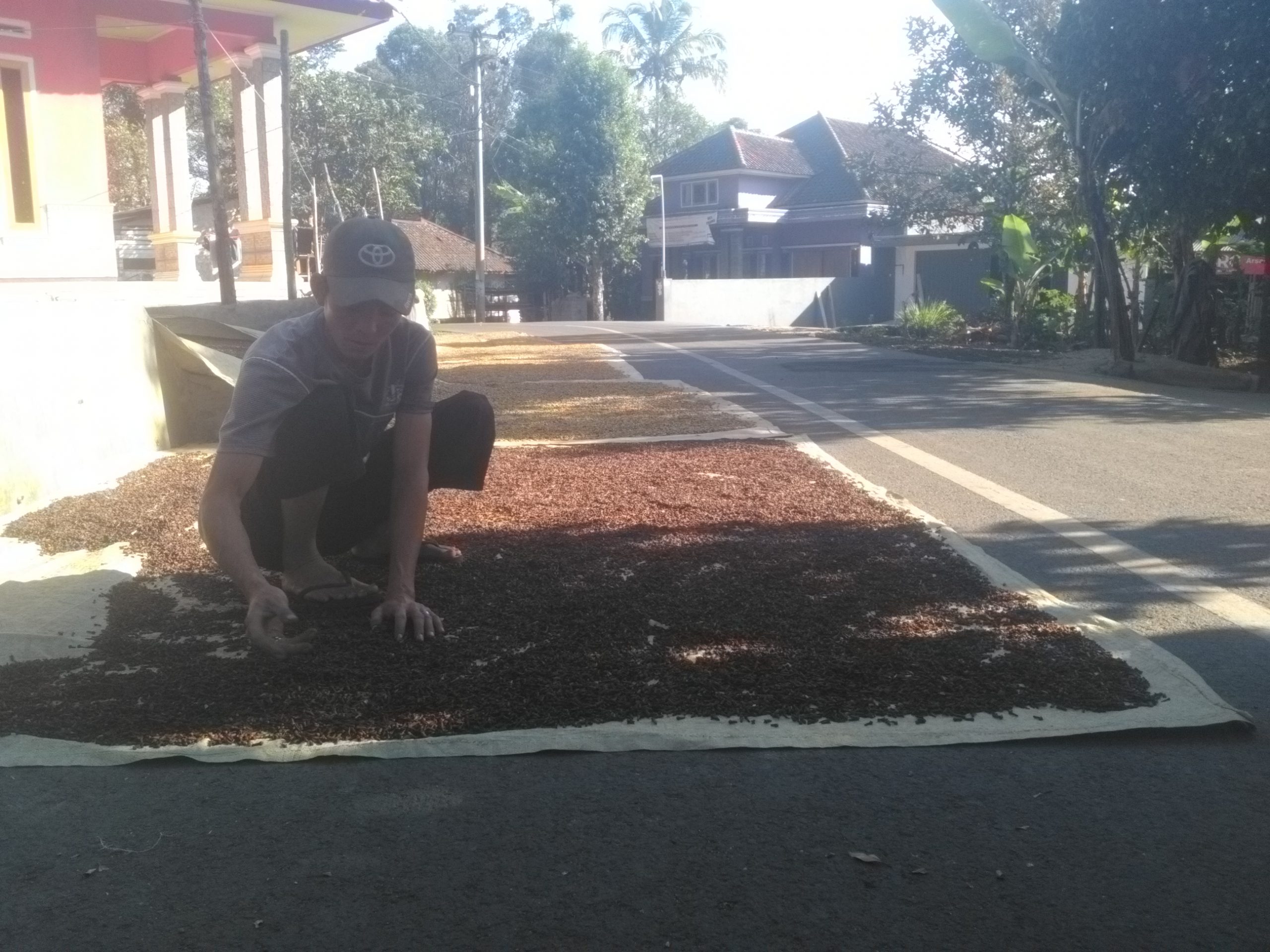 Sejumlah Pemdes Gamang Pungut Retribusi Petani Cengkih