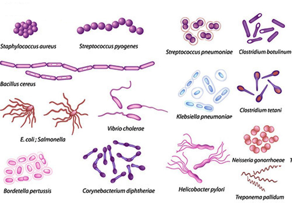 Mikrobiologi Bakteri