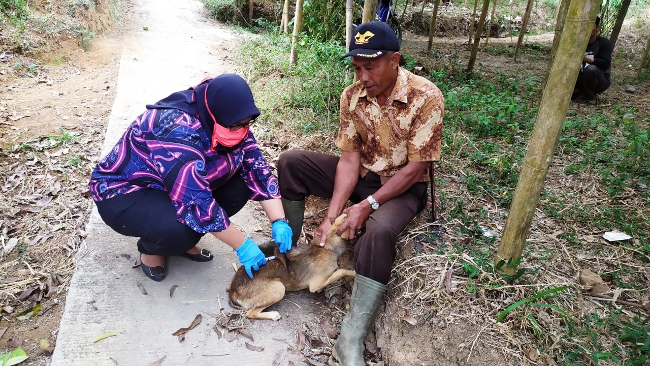 Ribuan Hewan di KBB Divaksinasi, Cegah Penyebaran Penyakit Rabies