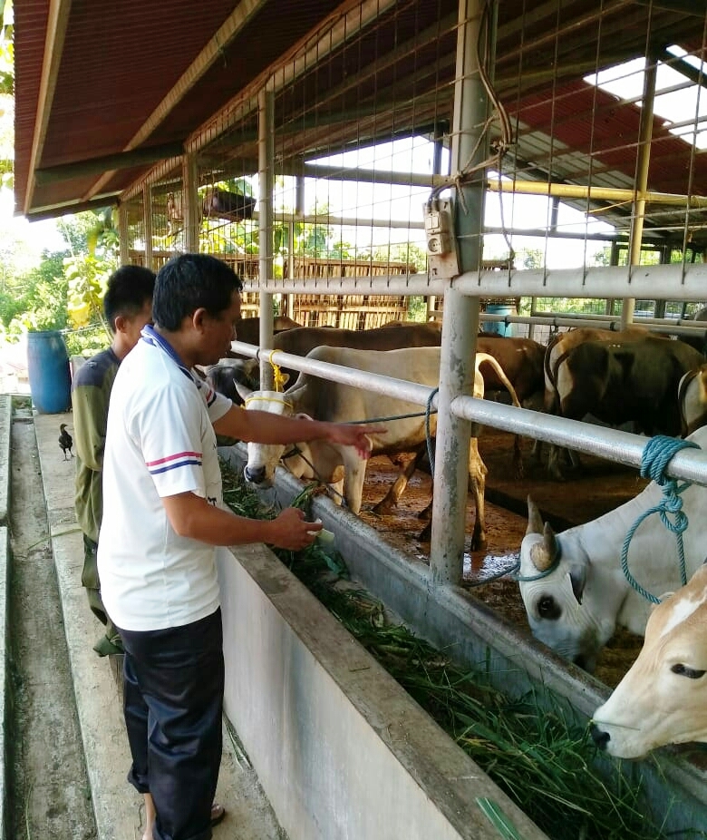 Kemarau Panjang Pakan Ternak Sapi Langka