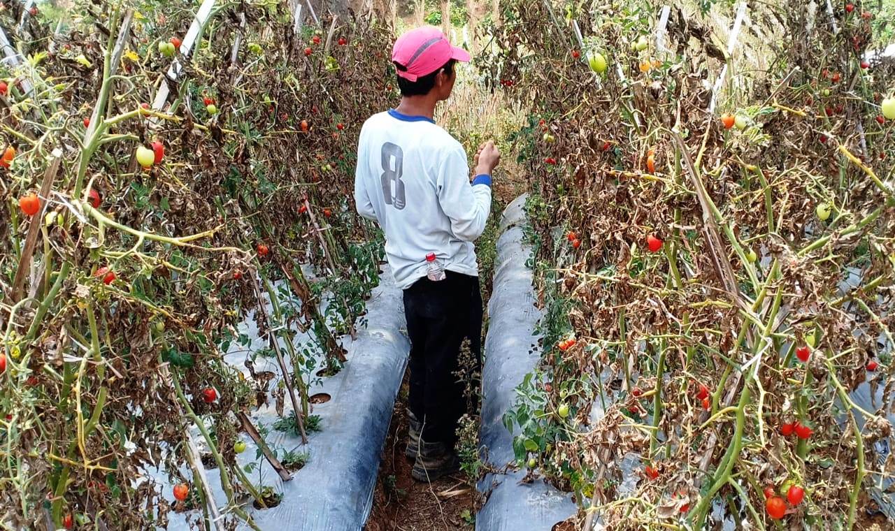 Harga Tomat Anjlok, Petani Merugi