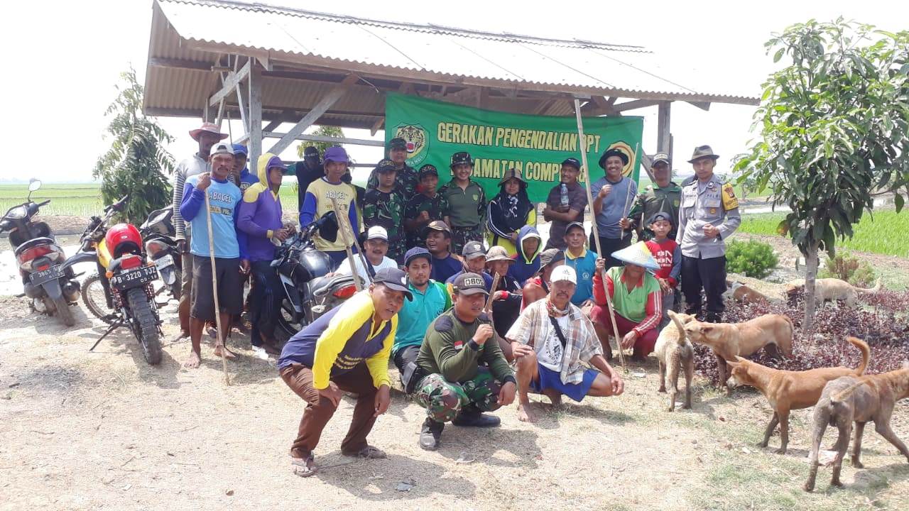 Petani Jatimulya Kendalikan Hama Tikus