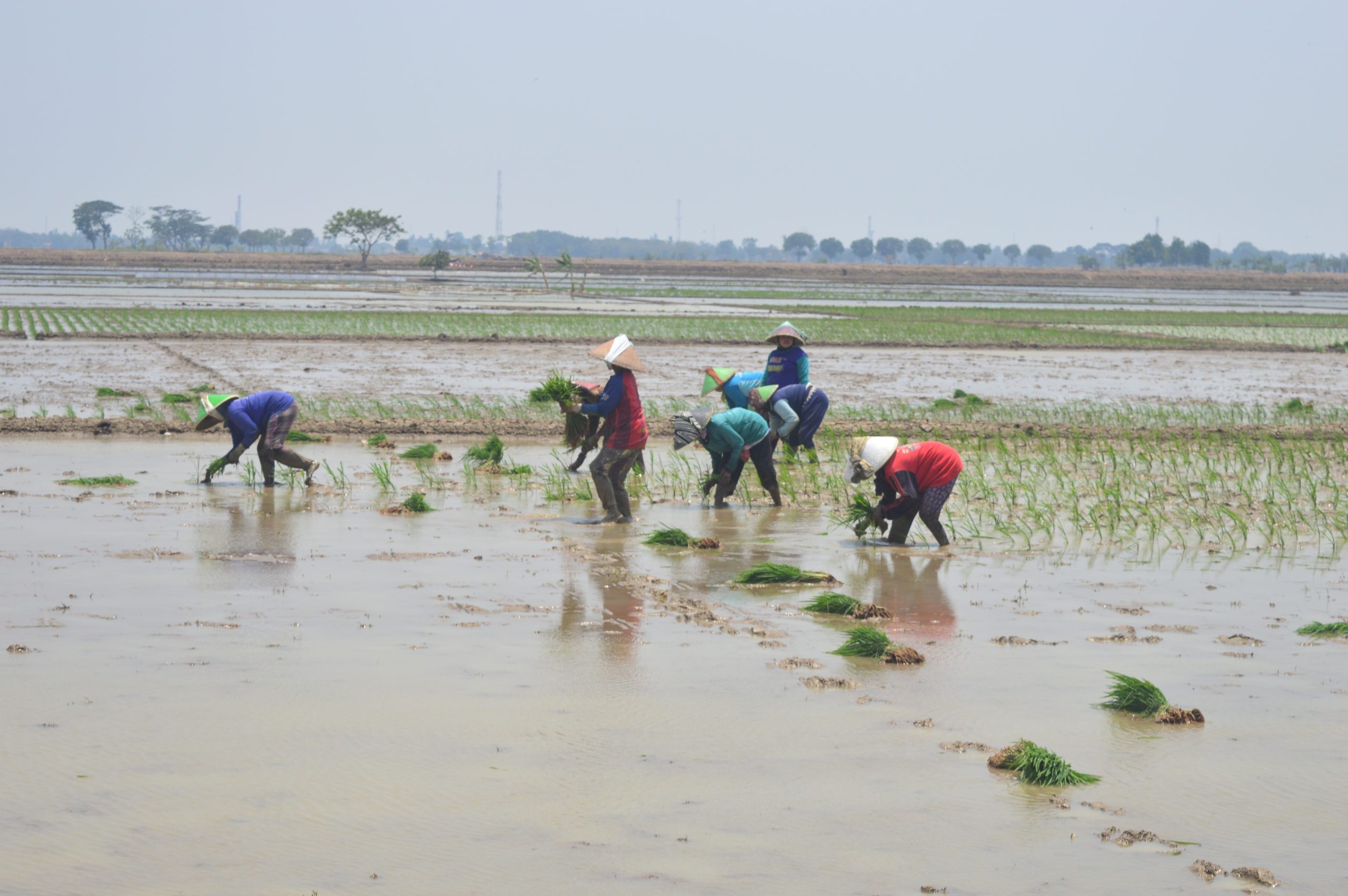 409 Hektare Sawah Ditargetkan Tanam Akhir September