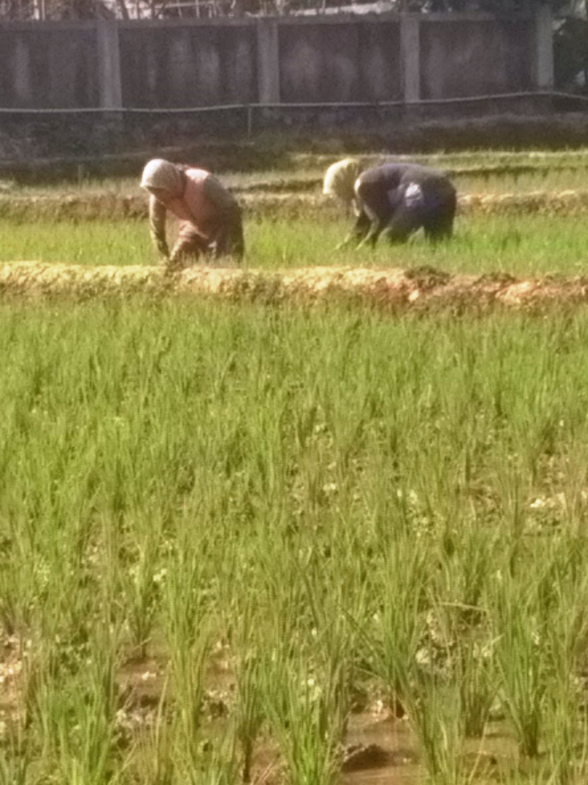 Petani Sindangsari Awali Musim Tanam Ketiga