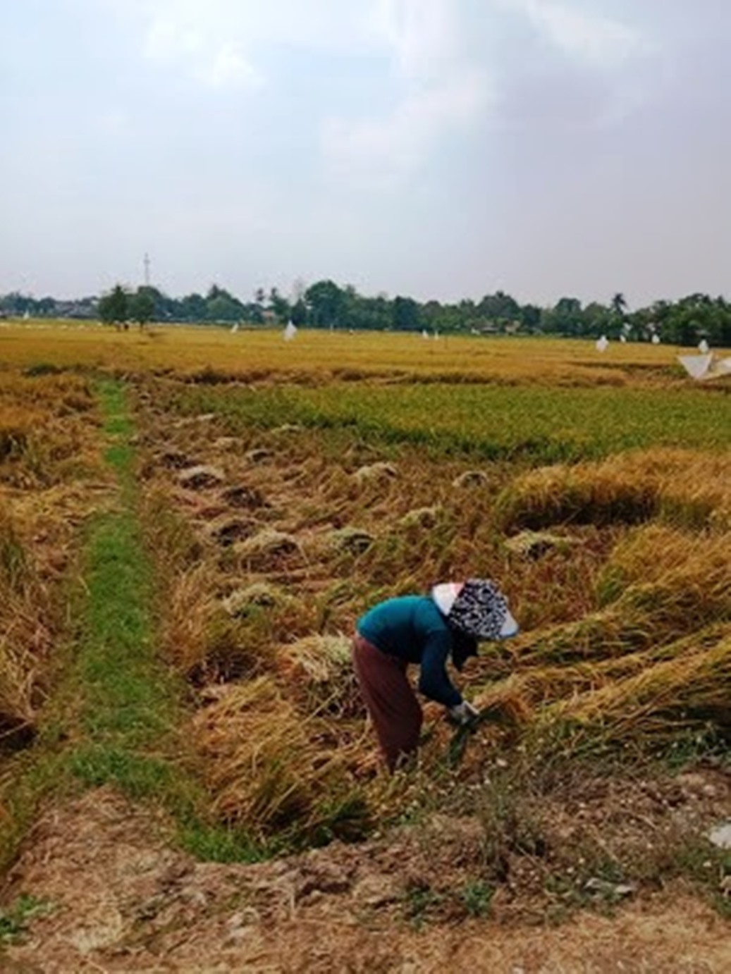 Kecamatan Lemahabang Mulai Panen Raya