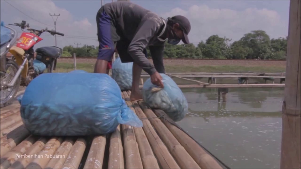 Ikan Jawara