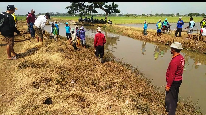 Petani 'Gropyokan' Buru Tikus, Selamatkan Lahan Sawah