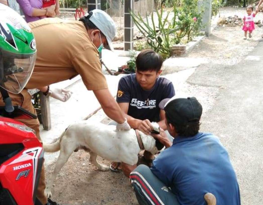 Cegah Penularan Rabies, Disnakan Vaksinasi 300 Hewan